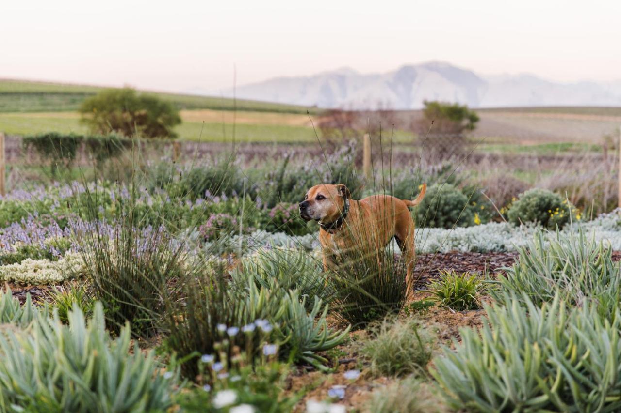 Vineyard Views Country House Riebeek-Kasteel Exterior foto